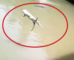 動物愛護団体がすっ飛んでくるワニだらけの池にネコを投げ入れる自撮り記録