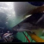 【恐怖映像】檻に入ってサメのいる海にダイブ　安全だと思っていたらサメが弾丸の如きスピードで・・・