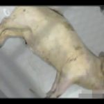 【閲覧注意】有機物がどうやって自然に分解されるか死んだ豚で記録してみた