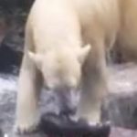 【グロ動画】猫ちゃんと遊ぶ北極グマさん、一方的に遊びすぎてハラワタが…