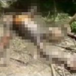 レイプ殺人の被害者女性の死体を森で発見してしまったんだが…