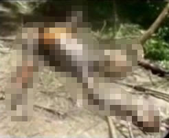 レイプ殺人の被害者女性の死体を森で発見してしまったんだが…