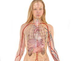【エログロ】検体の若い女性を解剖する医学部の研修現場映像