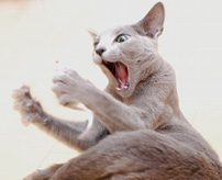 「玉ないやんけー！」猫の去勢手術で睾丸を失ったと気付いた時のリアルな反応
