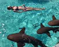 【衝撃】新婚旅行先のカリブ海で泳いでいたらサメに襲われパニック！