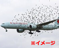 飛行中の旅客機が鳥の大群にエンカウントした結果…