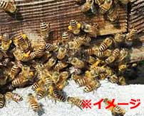超大量のミツバチに全身を刺されまくって死亡した女性の遺体が衝撃的な件…