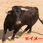 【閲覧注意】闘牛士の男性、暴れ牛に股間を踏まれてキンタマが破裂してしまう…