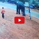 elephant-stomps-mahout-after-getting-provoked-in-india-start