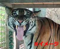 動物園のトラをナメていたDQN、片腕を喰われてしまう…
