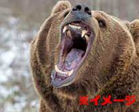【閲覧注意】野生のクマに襲われた男たち、"アソコ"から喰われてしまう…