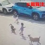 5歳の少年が野犬の群れに嚙み殺されてしまうショッキング映像…