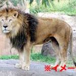 【閲覧注意】動物を虐待していた男、ライオンに喰い殺される…