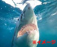 【閲覧注意】サメに襲われてしまった女性の傷跡がグロすぎる…