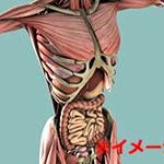 【閲覧注意】女性の死体の胸を切り開いて解剖するグロ映像…