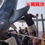 巨大なサメの下敷きになって即死してしまう不幸な事故…