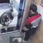 エレベーターでハスキー犬と一対一、大丈夫かと思ったのに襲われる