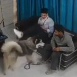 大人しかったシベリアンハスキーが凶暴な一面を見せ獣医を襲う