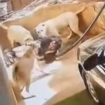 有能すぎる犬、家に侵入しようとした泥棒に噛みつく
