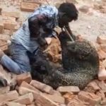 ヒョウVS人間！ヒョウに噛みつかれながら素手の人間が戦う(援護アリ)
