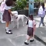 こんな狂犬が現れるとは…ピットブルがキッズの頭に噛みつく