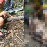 行方不明になっていた女、ニシキヘビの体の中から発見される