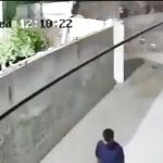 ペットのライオンが脱走、女子供を襲って怪我を負わせる