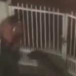 しつけがされていなかった…飼い犬のピットブルに噛まれる男