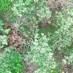 チョロチョロ動くロシア兵に上空から爆撃→ロシア兵、体が燃え逝く