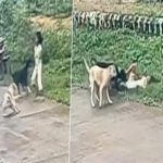 トラウマになりそう…路上にいた野良犬2匹、少女に襲い掛かり噛みつく