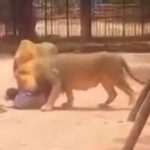 精神疾患を患った男、動物園のライオンの檻に入りライオンに襲われる
