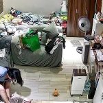 育て方間違えたか…中国で飼い猫が飼い主に襲い掛かって飼い主逃げる