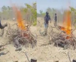 2177685690c5f1846369.mp4-9