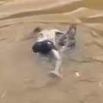 汚い川に浮かぶ男、ただワニに食われて最期を迎える