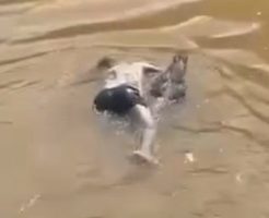 552433690fc222379dd.mp4-3