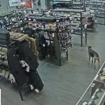 サバイバルショップで銃を盗もうとしたクソ女、無事途中で捕まる