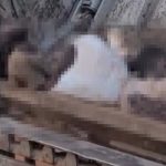 ゴミと一緒に…ゴミ収集車に押し潰された男2人、変わり果てた姿に…