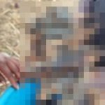 【閲覧注意】彼らにとってはとても美味しいおやつ、揚げラットです。 【閲覧注意】彼らにとってはとても美味しいおやつ、揚げラットです。