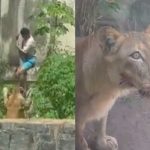 動物園に侵入した男、無事ライオンの餌になって終わる 動物園に侵入した男、無事ライオンの餌になって終わる