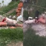 人間がただの餌に…2匹の犬によって噛み殺される男 人間がただの餌に…2匹の犬によって噛み殺される男