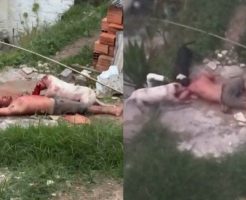 2177685693ede2c36421.mp4-9