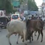 道路の真ん中で争う雄牛、バイカーに襲い掛かって殺害する