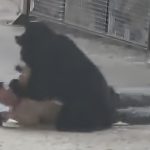 手懐けられていなかった…中国のショーの最中に熊がトレーナーを襲う 手懐けられていなかった…中国のショーの最中に熊がトレーナーを襲う