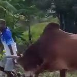 牛と揉めた農夫、牛によって空を舞うことになる 牛と揉めた農夫、牛によって空を舞うことになる